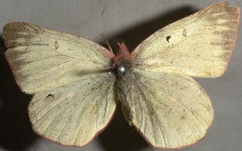Media type: image;   Entomology 5082 Aspect: habitus lateral view